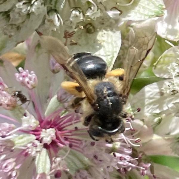 Grasbij (Andrena flavipes)
